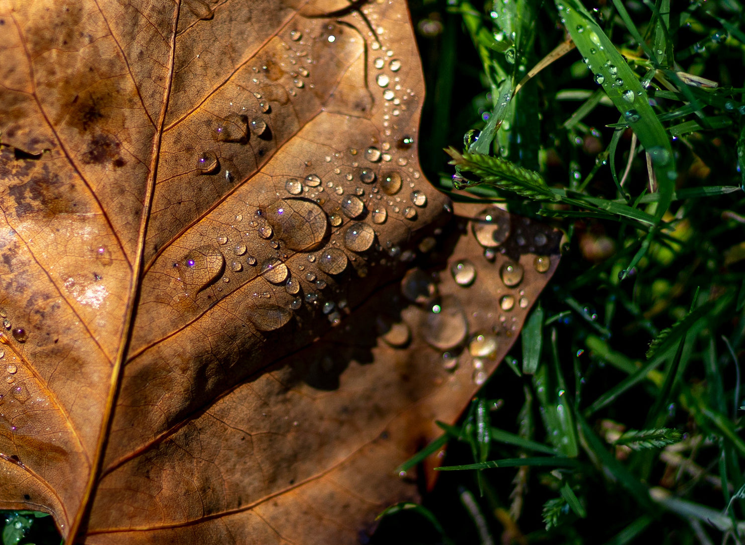 Brown leaf with water droplets on a green grass background